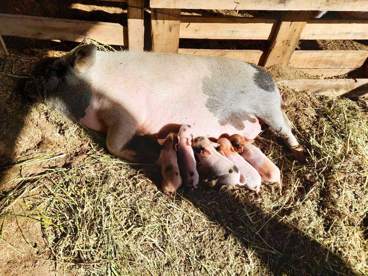 Farm animal