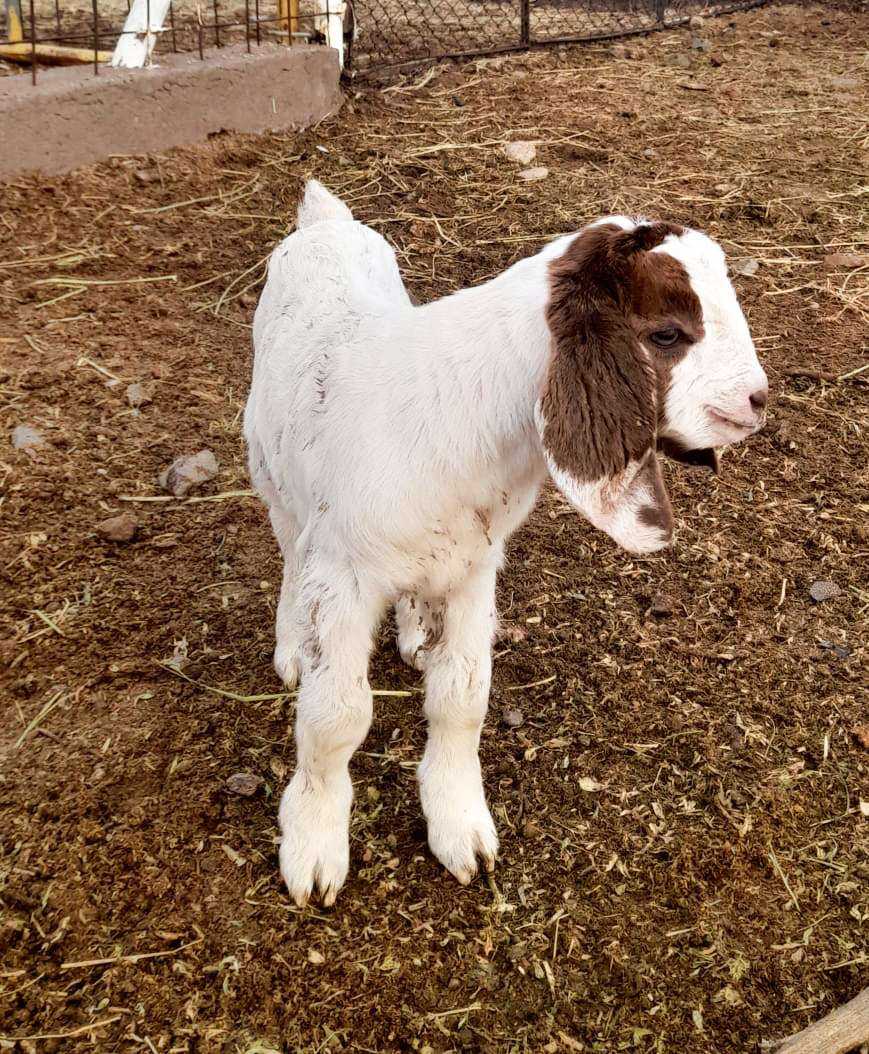 Farm animal