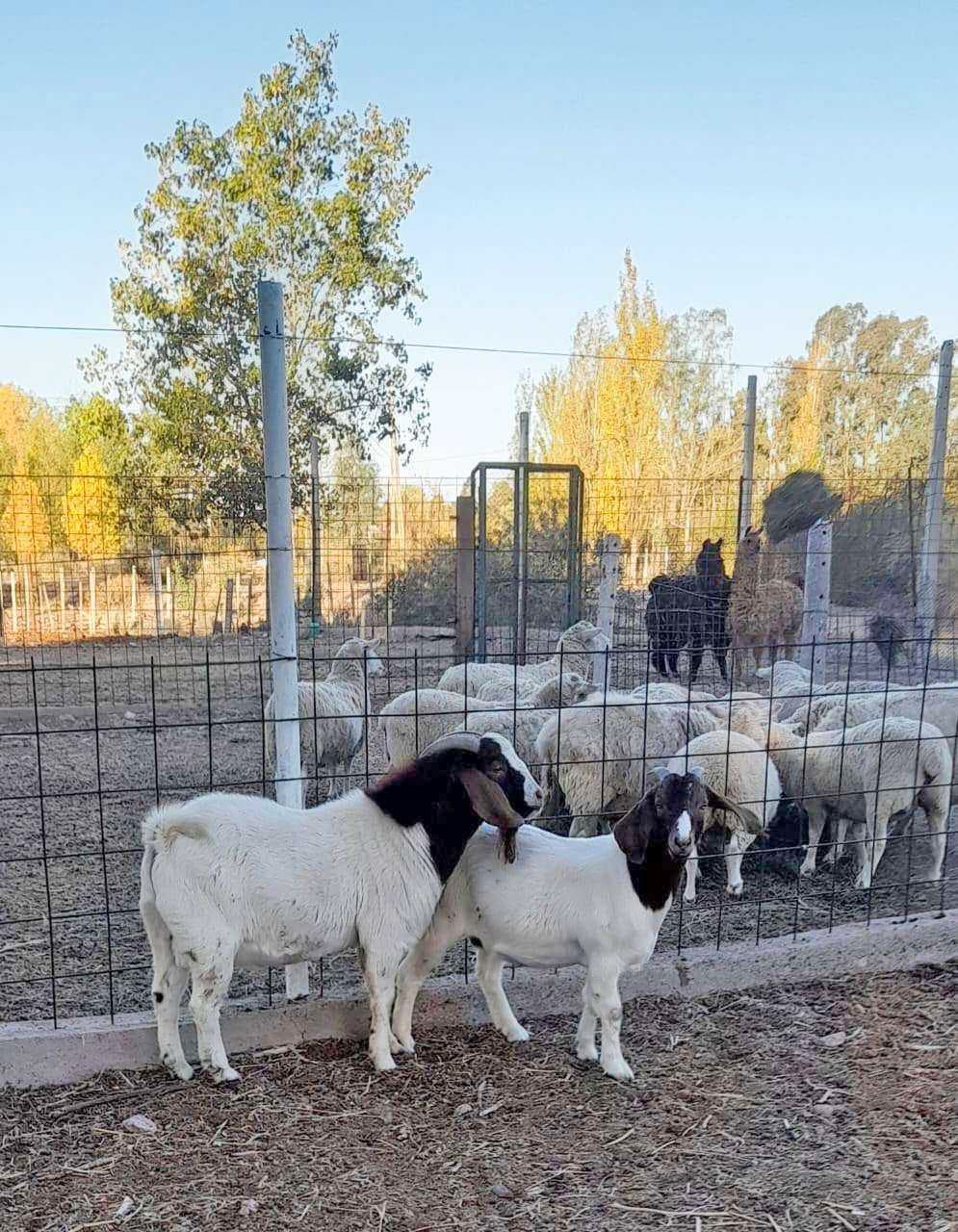 Farm animal