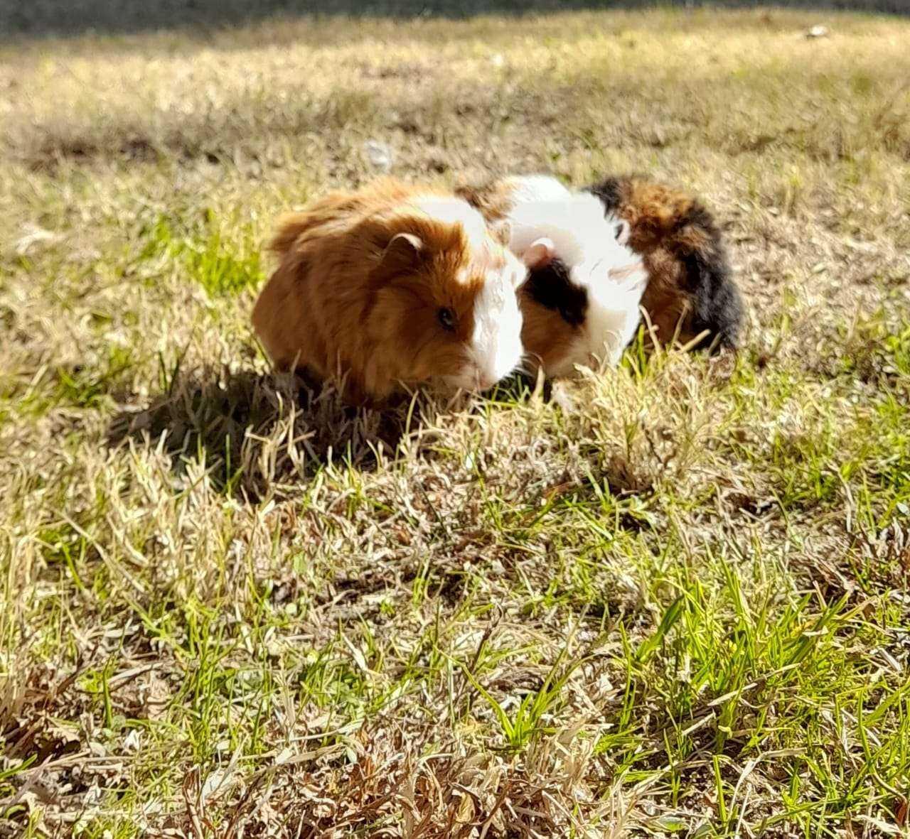 Farm animal