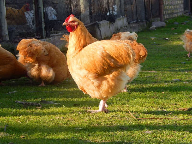 Animal de granja en Complejo Lumen
