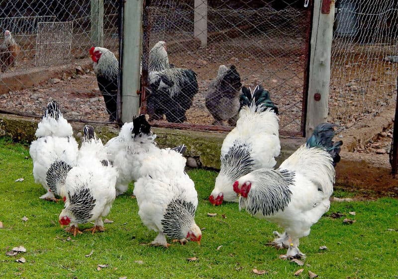Animal de granja en Complejo Lumen