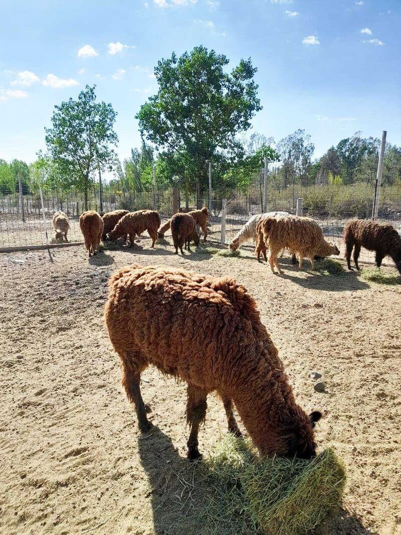 Animal de granja en Complejo Lumen
