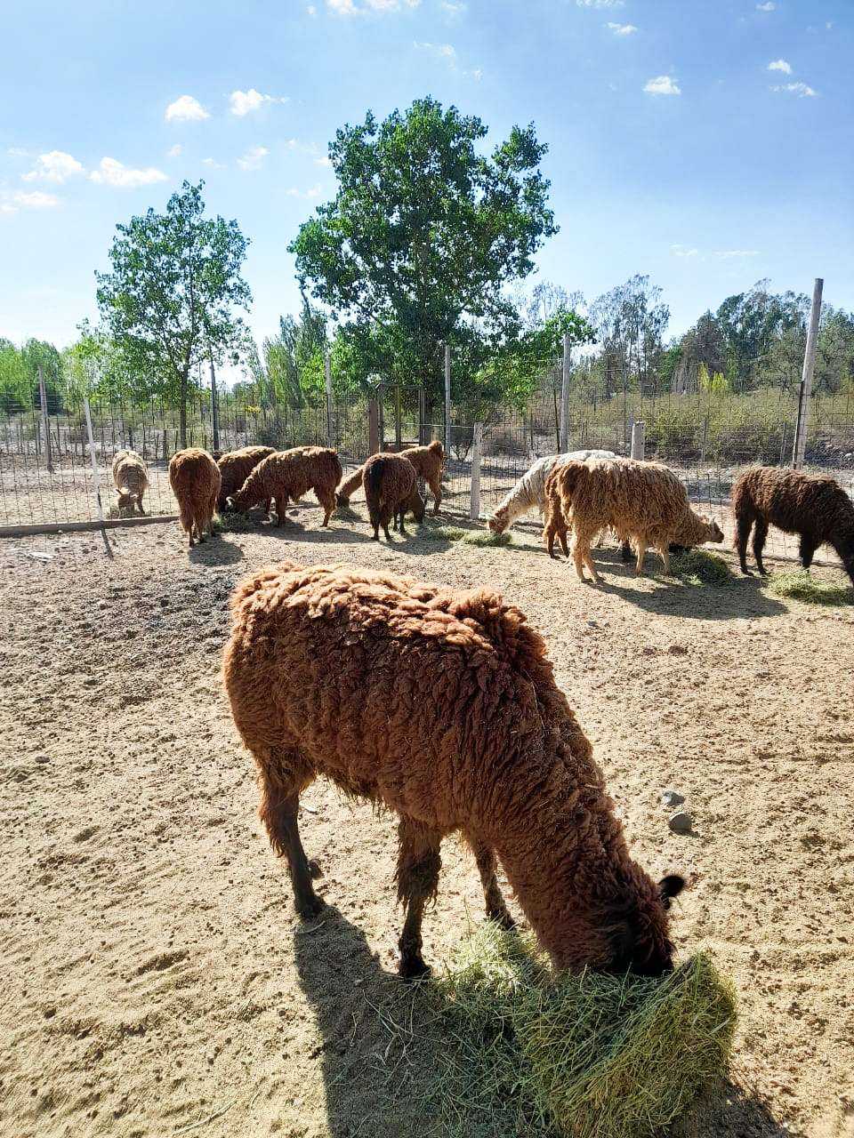 Farm animal