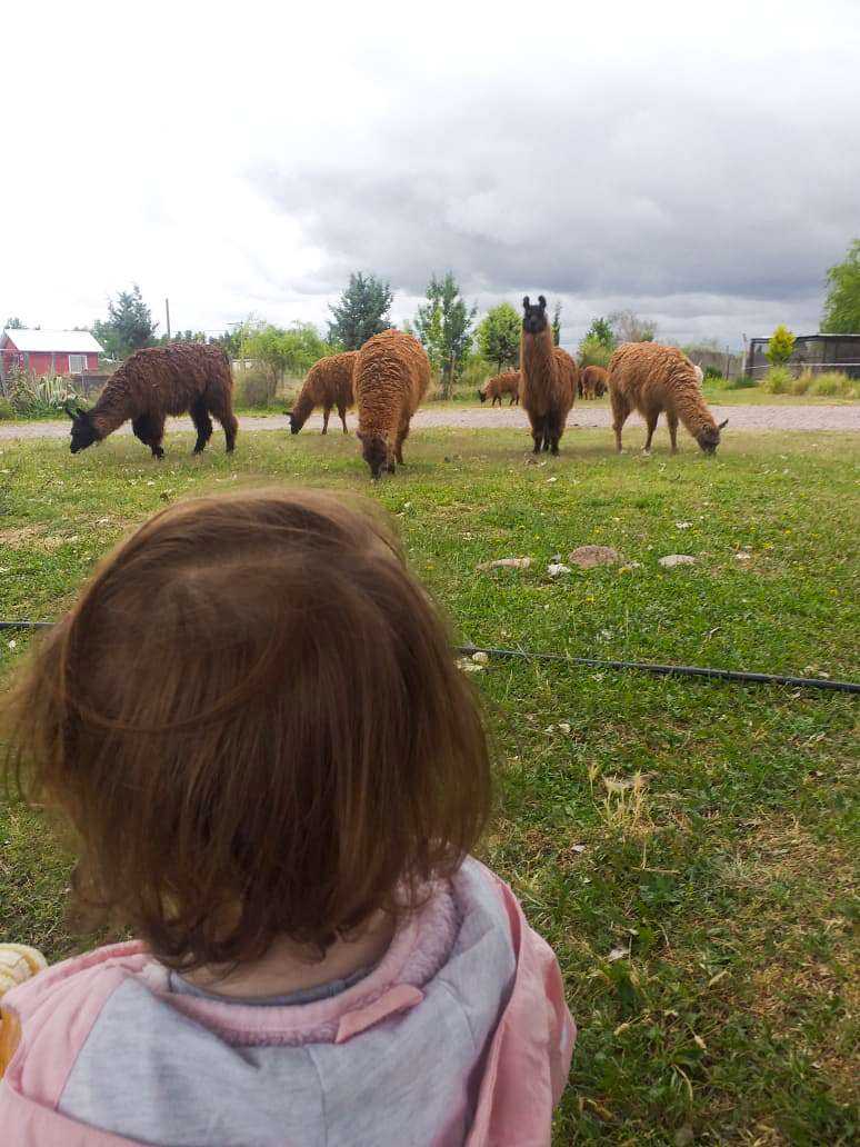 Farm animal
