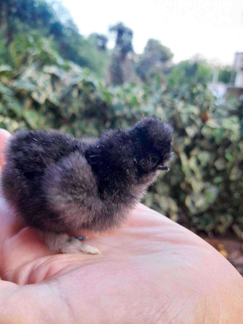 Farm animal