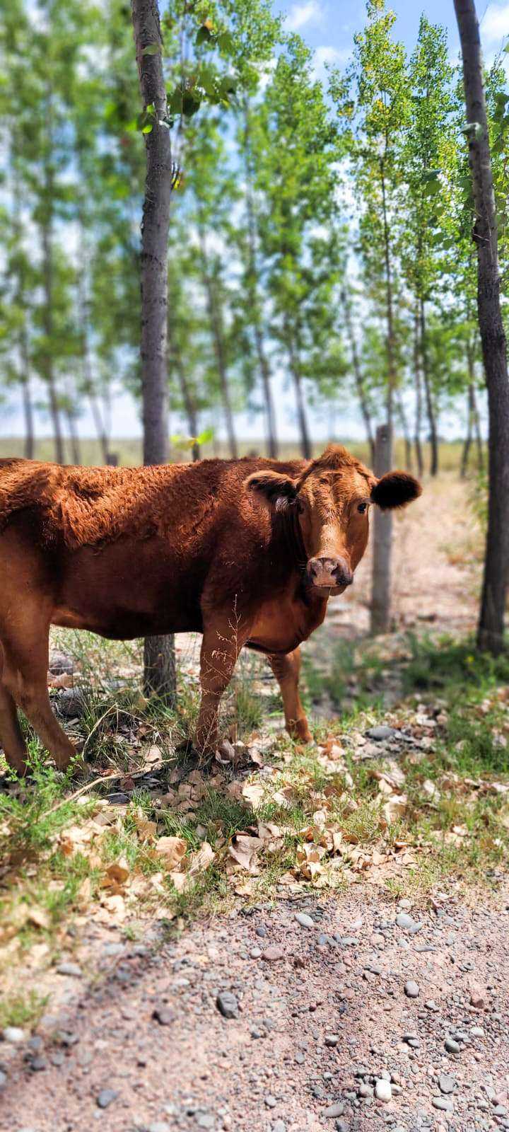 Farm animal